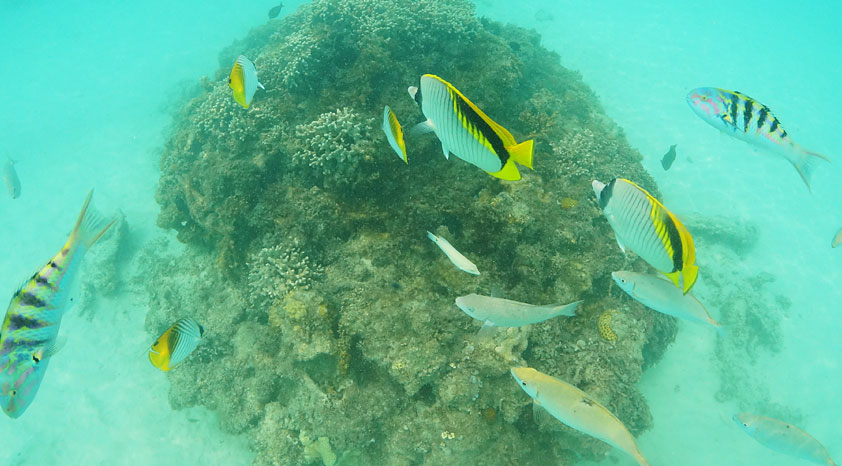 水中の魚
