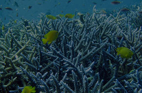 AWAREサンゴ礁の保護のボタン画像