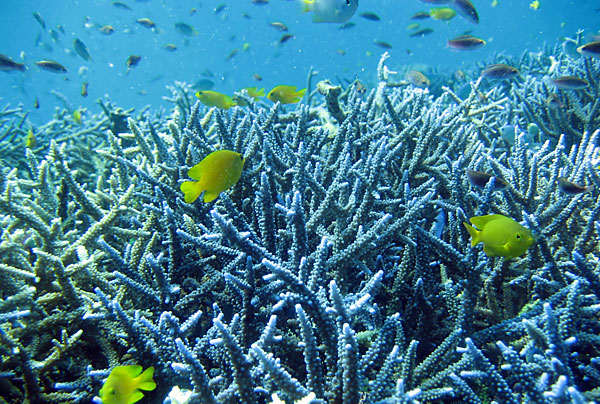 AWAREサンゴ礁の保護のイメージ画像