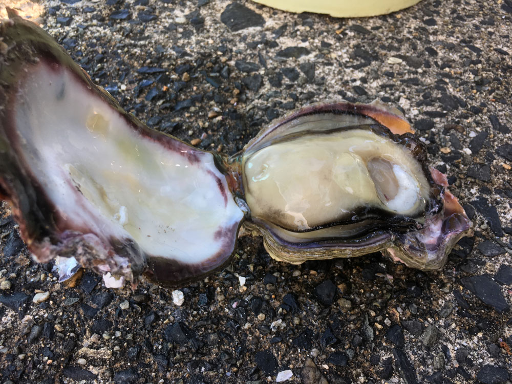 殻を開けた鳥取の岩牡蠣