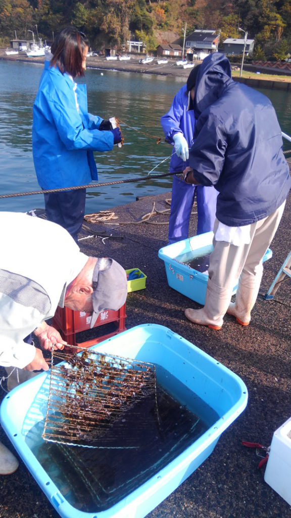 鳥取県でワカメの養殖