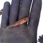 船に落ちていたぎんぽ