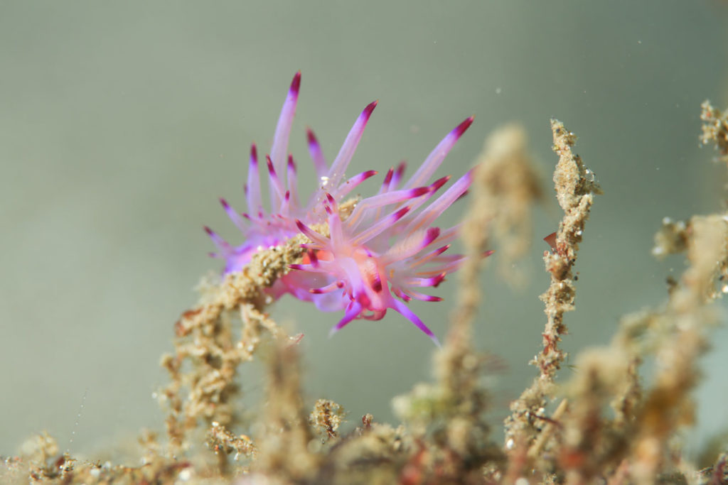 綺麗な水中生物