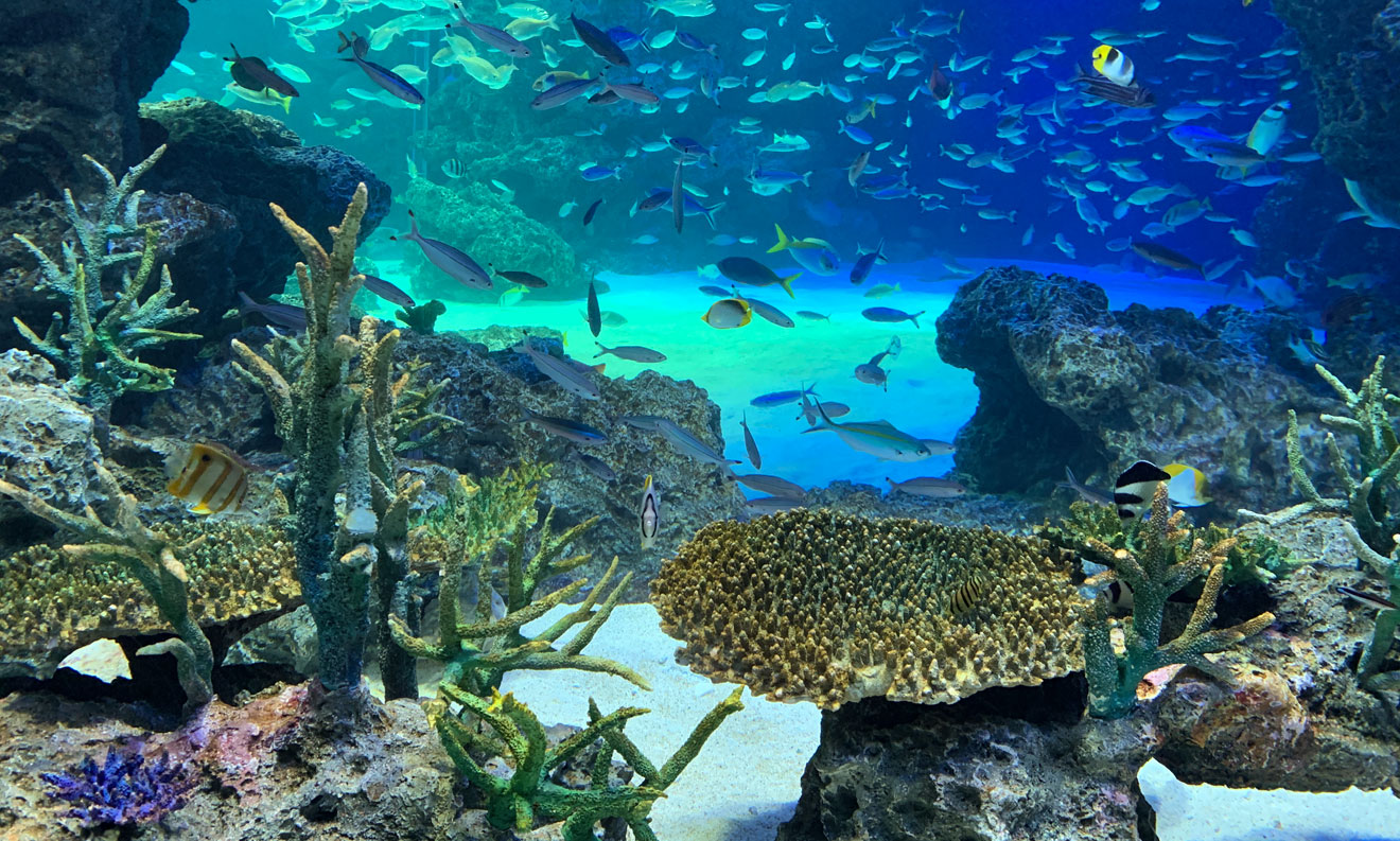 水族館での撮影方法