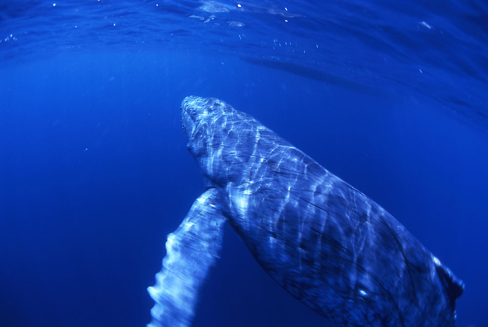 トンガで撮影したクジラ