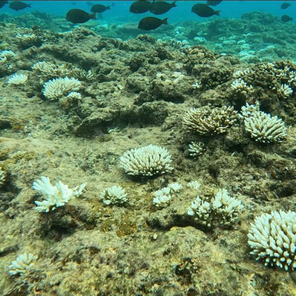 サンゴの白化、ご存知ですか？
