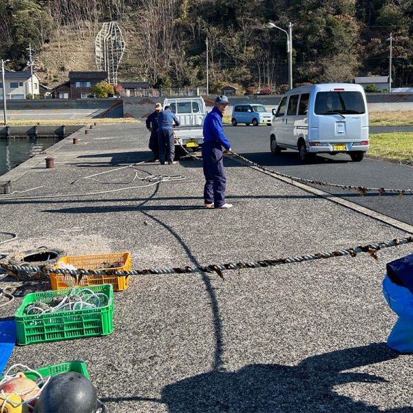 今年も養殖ワカメやります