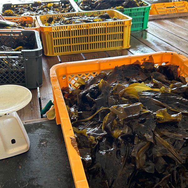 養殖ワカメ初収穫